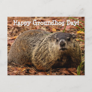 Cartão Postal Groundhog