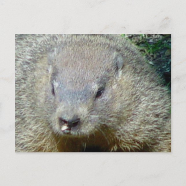 Cartão postal Groundhog (Frente)