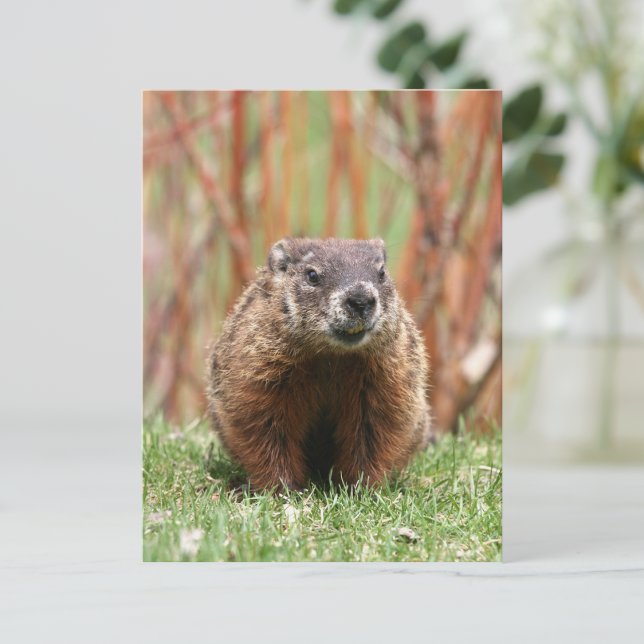 Cartão Postal Groundhog Adorável na Natureza (Criador carregado)