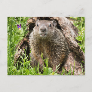 Cartão Postal Groundhog em um registro vazio