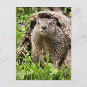 Cartão Postal Groundhog em um registro vazio