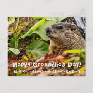Cartão Postal Groundhog Springtime