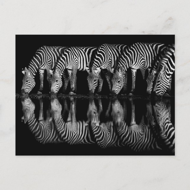 Cartão Postal Group of Plains Zebra Drink Together at Night (Frente)