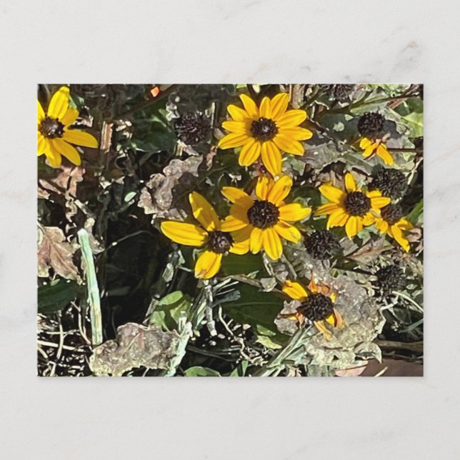 Cartão Postal Group of Yellow Flowers Postcard (Frente)