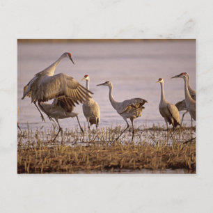 Cartão Postal Grous-de-sandhill Grus canadensis) Platte