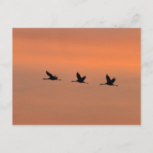 Cartão Postal Gruas ao nascer do sol