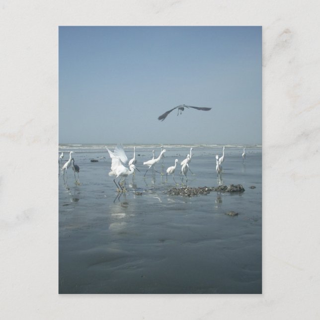 Cartão Postal Gruas brancas e copas pretas: um contraste na natu (Frente)