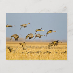 Cartão Postal Gruas canadenses pousam em campos de milho
