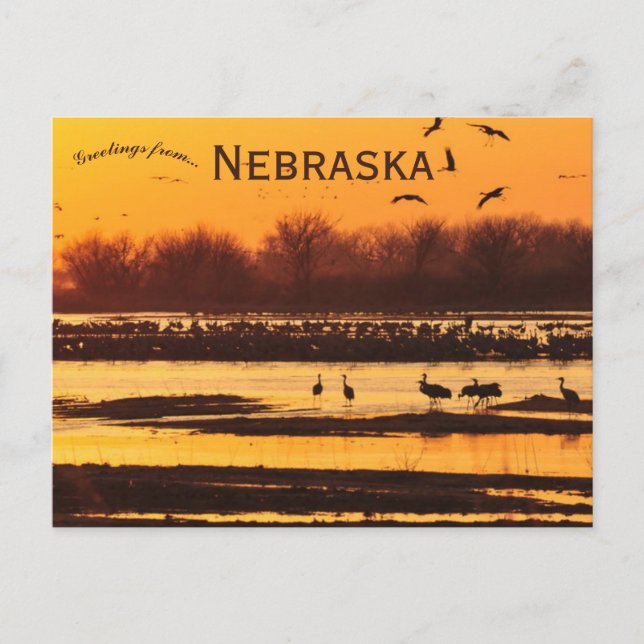 Cartão Postal Gruas-do-sandhill no Platte River Central Nebraska (Frente)