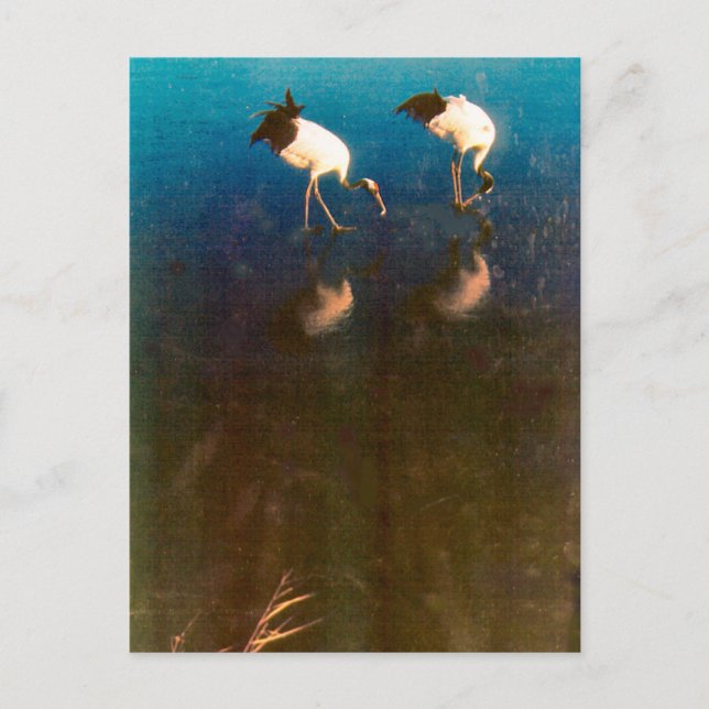 Cartão Postal Gruas na água (Frente)