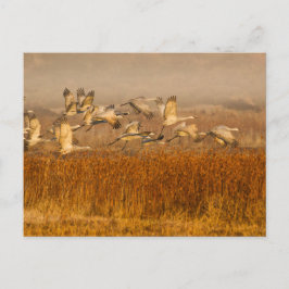 Cartão Postal Gruas sobre o campo do Ouro