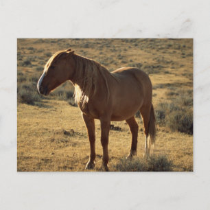 Cartão Postal Grumpy Chestnut