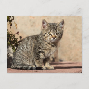 Cartão Postal Grumpy Kitten