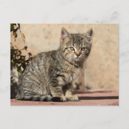 Cartão Postal Grumpy Kitten