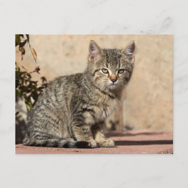 Cartão Postal Grumpy Kitten (Frente)