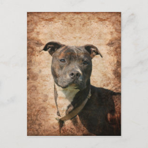 Cartão Postal Grunge Pit Bull Terrier