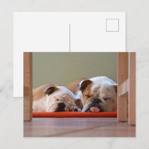 Cartão Postal Grupo Bulldog Dormindo