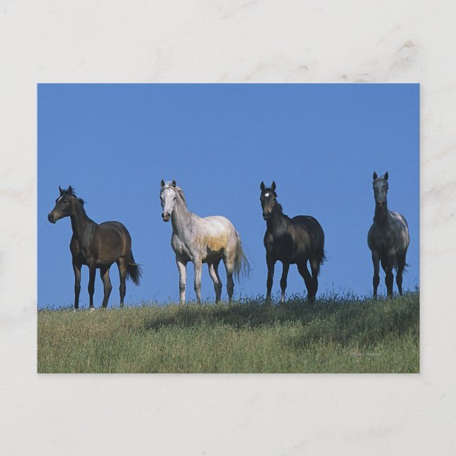 Cartão Postal Grupo de Árabes (Frente)