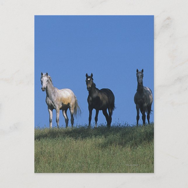 Cartão Postal Grupo de Árabes (Frente)