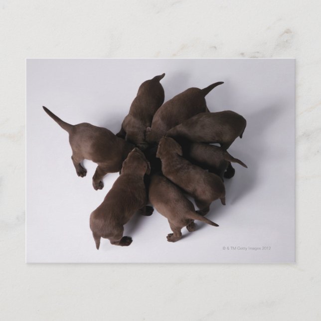 Cartão Postal Grupo de cachorros com cabeças juntas (Frente)