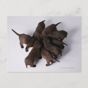 Cartão Postal Grupo de cachorros com cabeças juntas