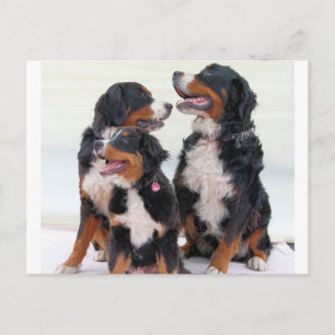 Cartão Postal grupo de cães da montanha bernesa