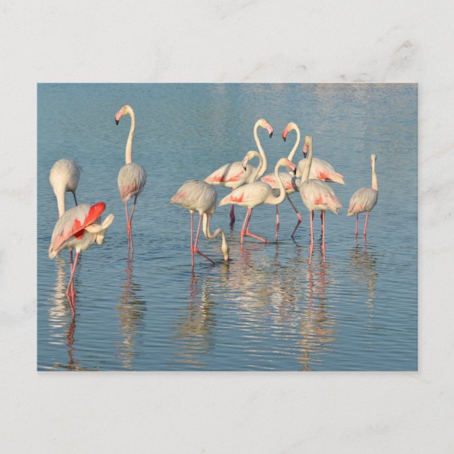 Cartão Postal Grupo de flamingos em Camargue (Frente)