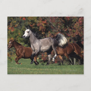 Cartão Postal Grupo de funcionamento árabe dos cavalos