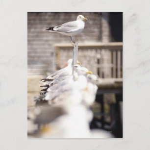 Cartão Postal grupo de gaiolas de arenque (Larus argentatus) num