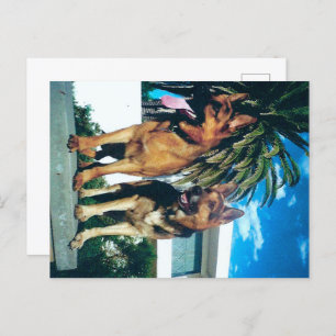 Cartão Postal grupo de german shepherd