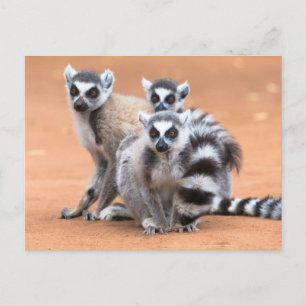 Cartão Postal Grupo de lêmures de cauda anelada