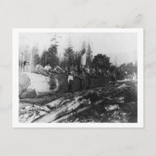Cartão Postal Grupo de Lumberjacks em Largura