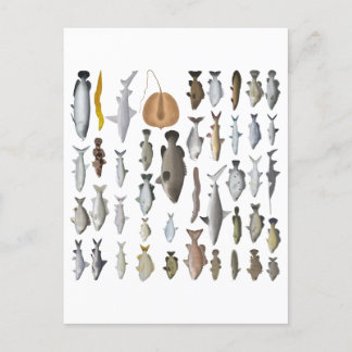 Cartão Postal Grupo de Peixes Águas frescas da Austrália