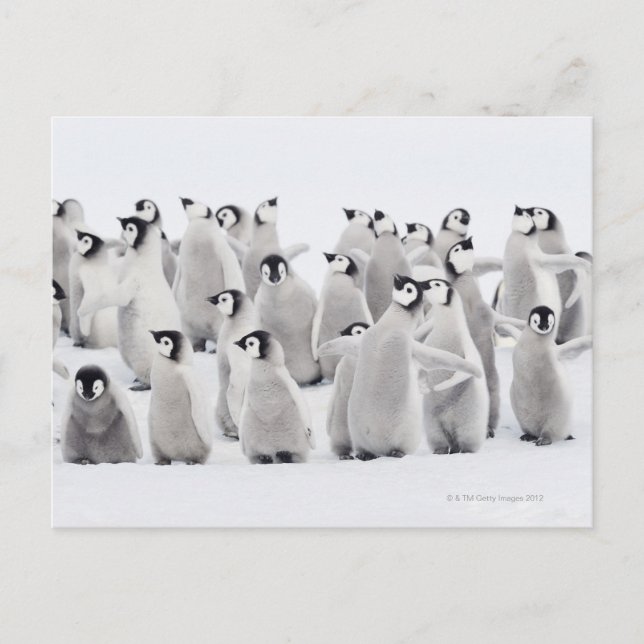 Cartão Postal Grupo de Pinguins Imperadores (Aptenodytes forster (Frente)