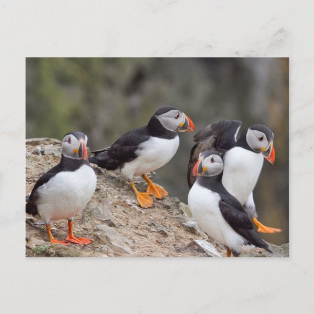 Cartão Postal Grupo de Puffins (Frente)