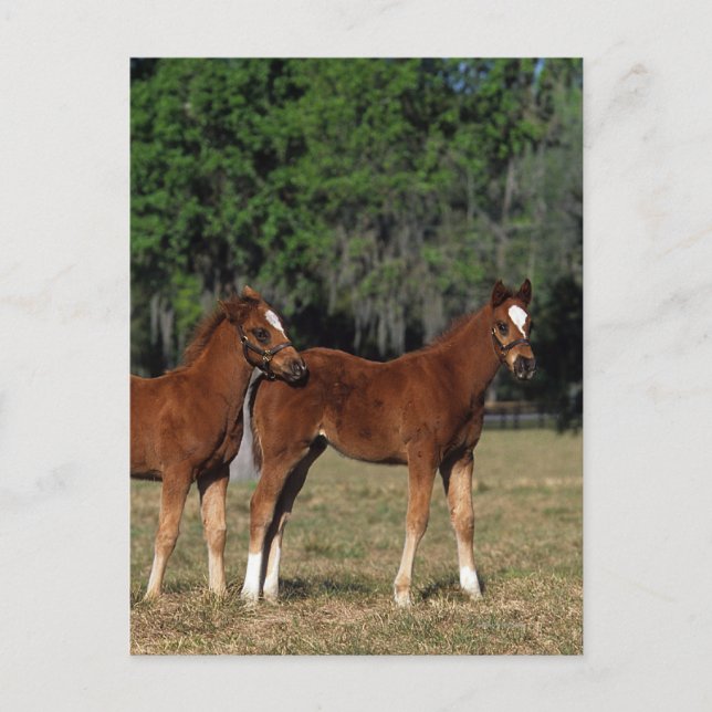 Cartão Postal Grupo de Refeições Criadas (Frente)