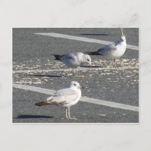 Cartão Postal Grupo de Seagull