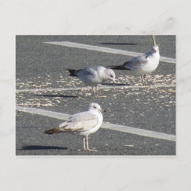 Cartão Postal Grupo de Seagull (Frente)