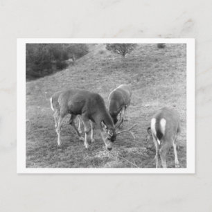 Cartão Postal Grupo de Veados em Hot Springs Fotografia