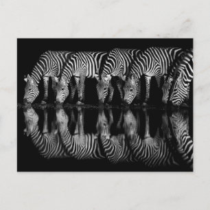 Cartão Postal Grupo de Zebras da Planície Bebem Juntos à Noite
