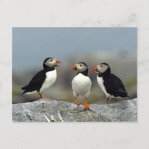 Cartão Postal Grupo do Papagaio-do-mar Atlântico