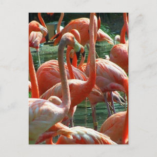 Cartão Postal Grupo Flamingo rosa, muitos flamingos!