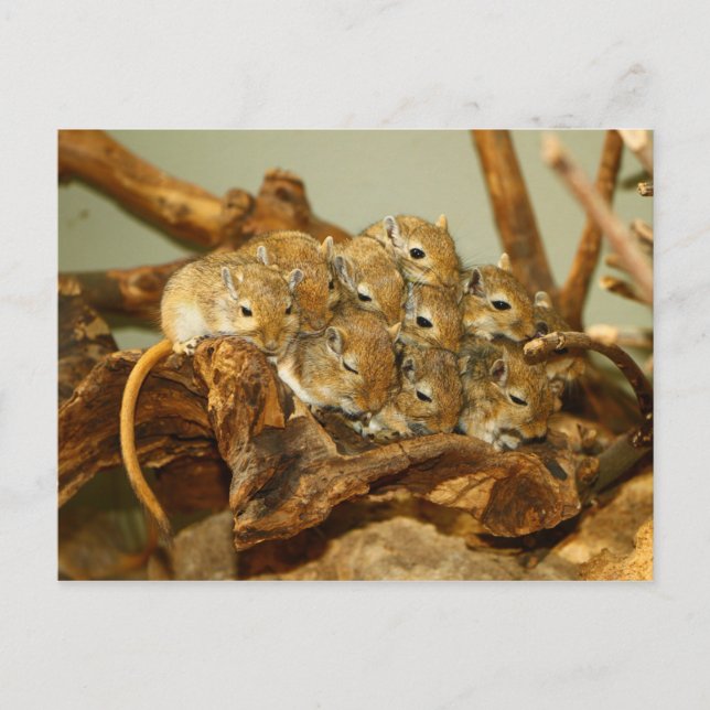 Cartão Postal Grupo Mongol Gerbils Meriones Unguiculatus (Frente)