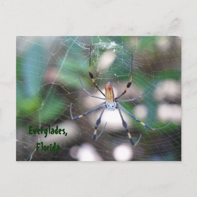 Cartão Postal Grüße aus Florida Grußkarte Postkarte (Frente)