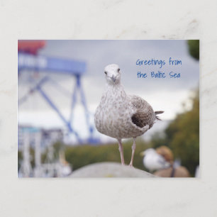 Cartão Postal Grüße von der Ostsee - Möwe