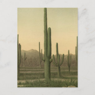Cartão Postal Gruta de cactus, Arizona