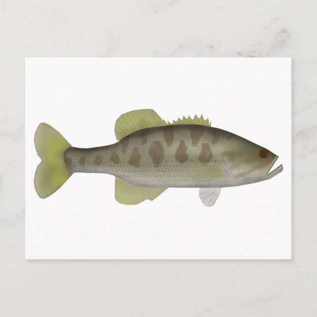 Cartão Postal Guadalupe Bass (Frente)