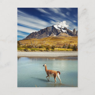 Cartão Postal Guanaco atravessando o rio em Torres del Paine