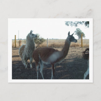 Cartão Postal guanaco e lama