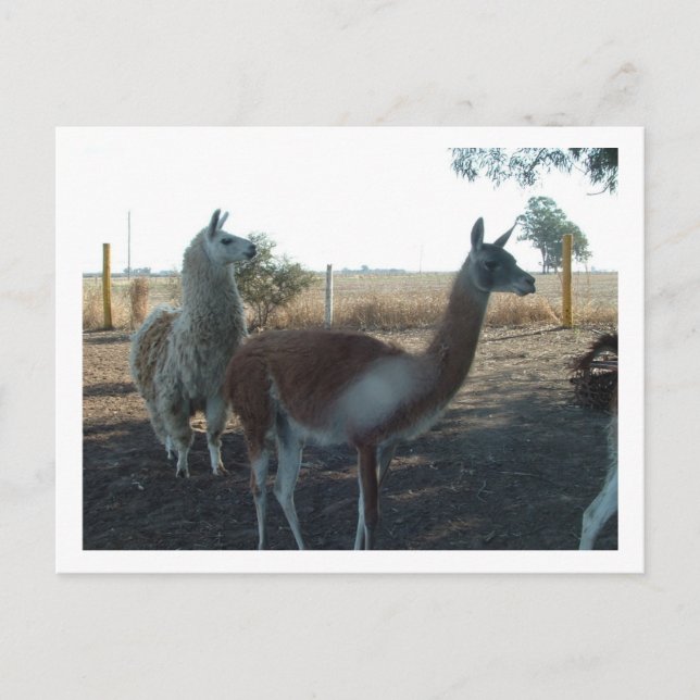 Cartão Postal guanaco e lama (Frente)